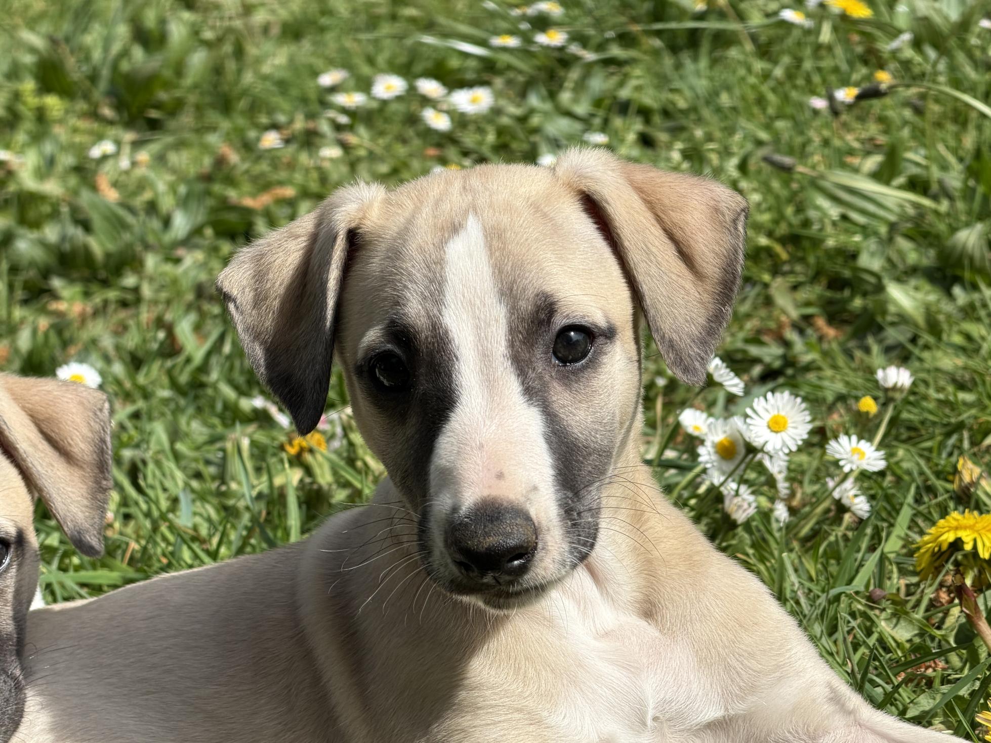 chiot disponible