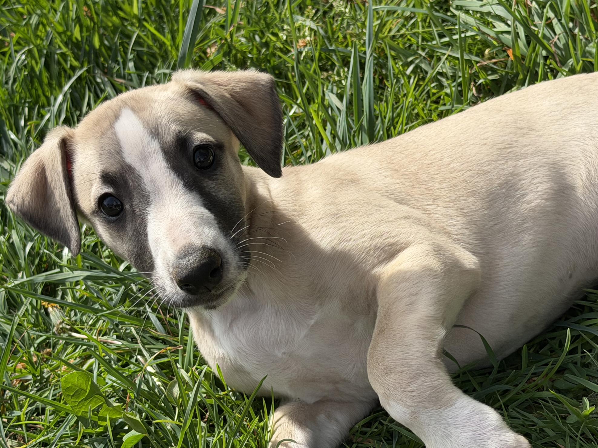 chiot disponible