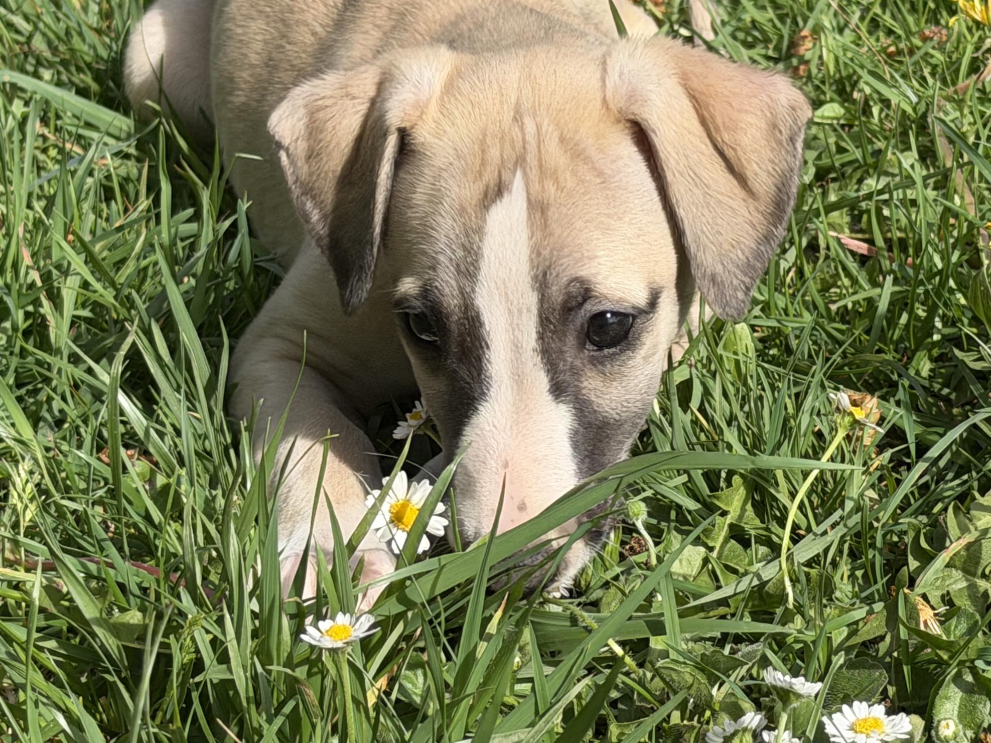 chiot disponible