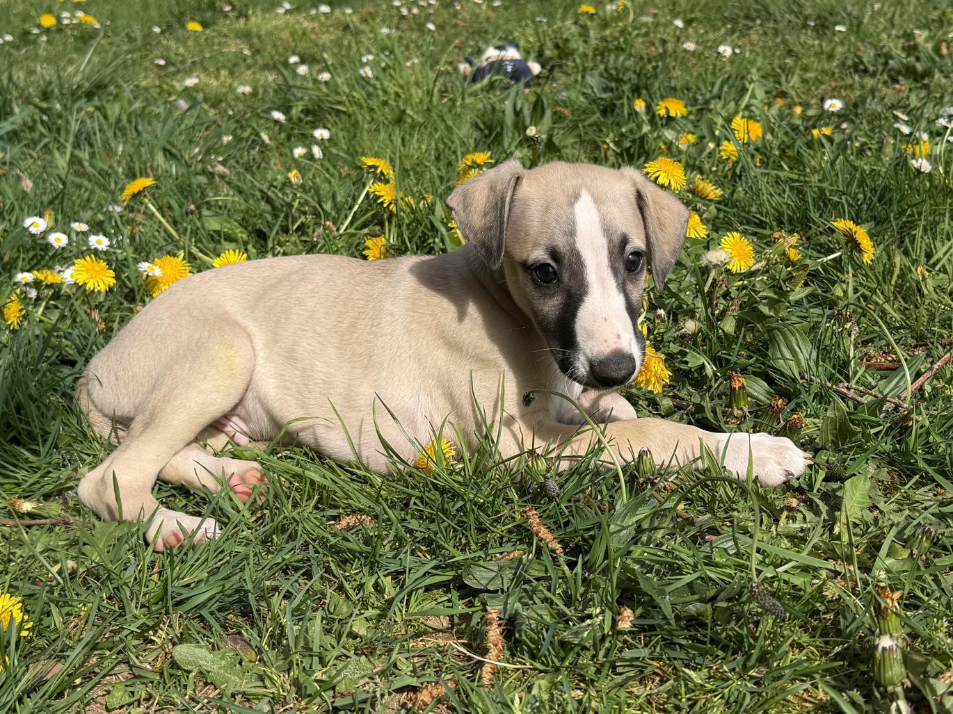 chiot disponible