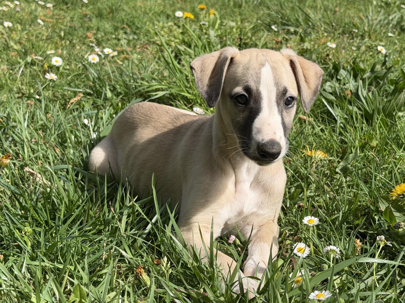chiot disponible