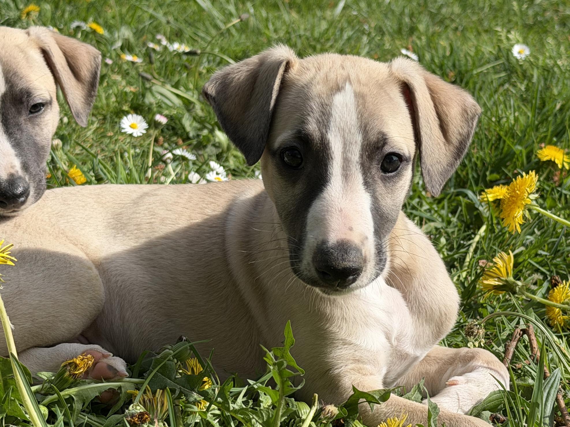 chiot disponible
