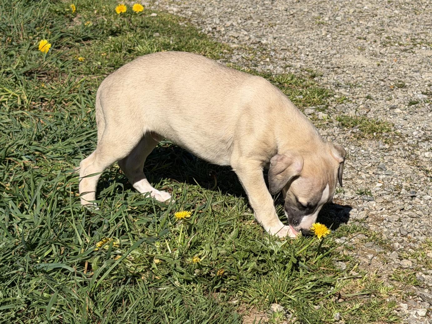 chiot disponible