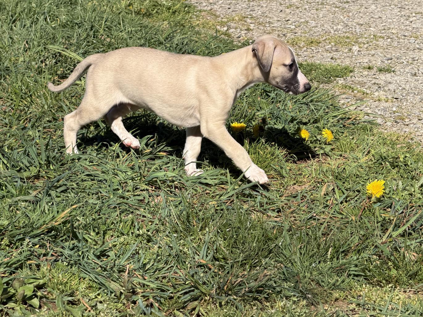 chiot disponible