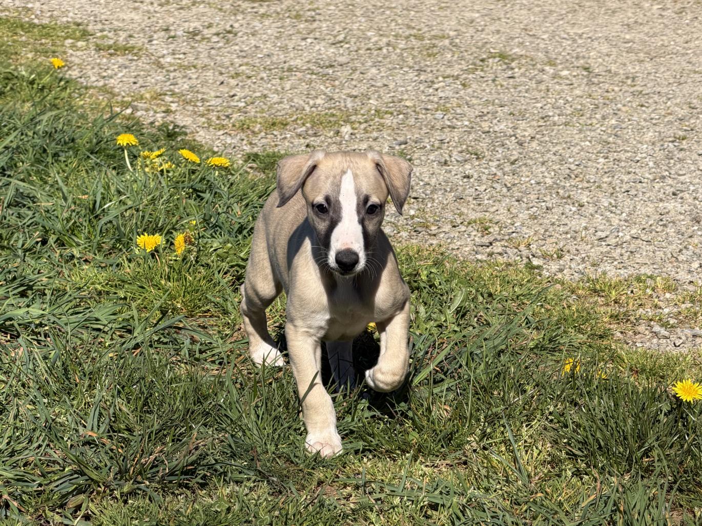 chiot disponible