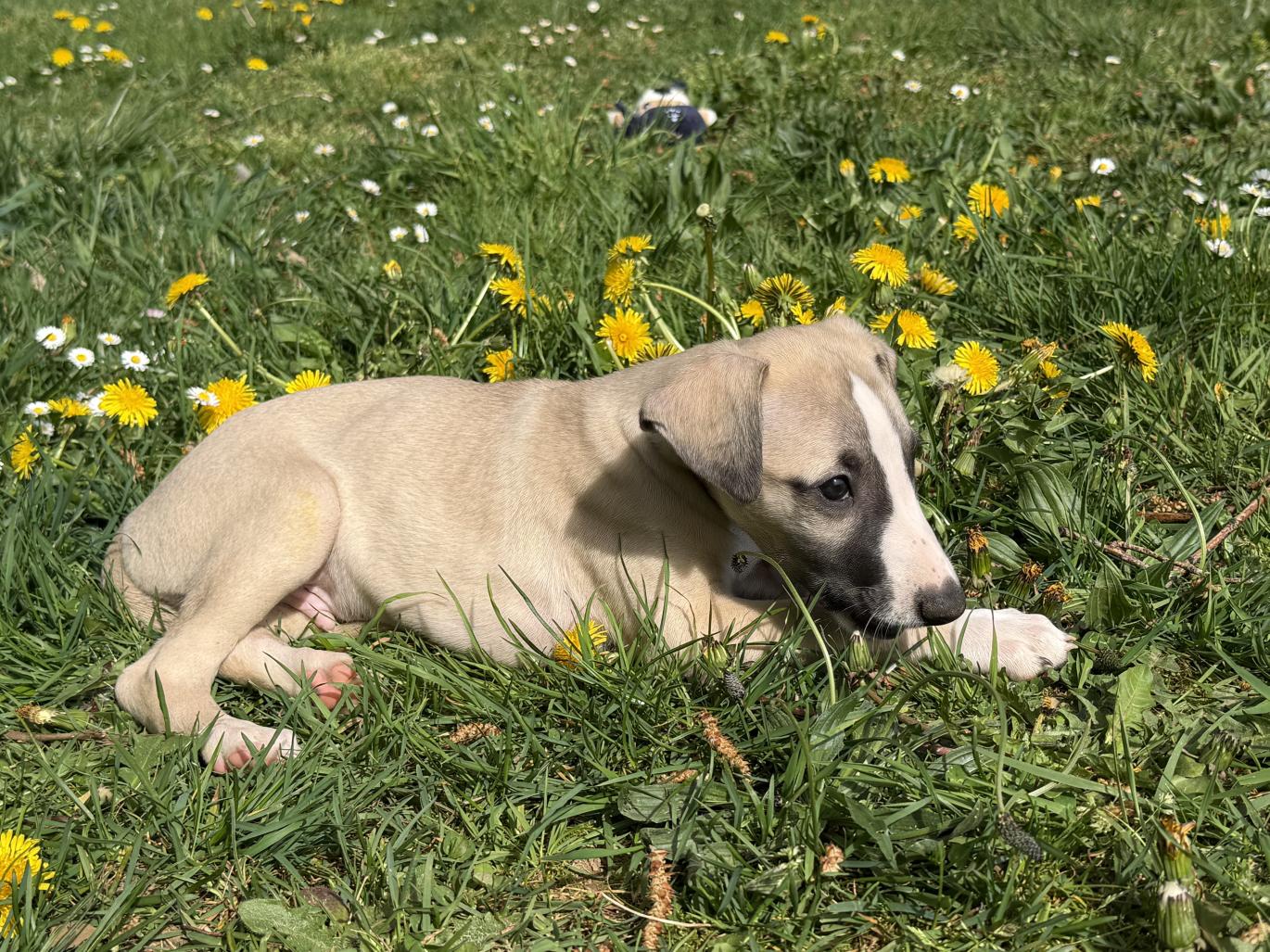 chiot disponible