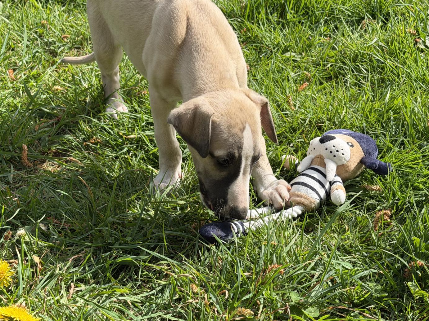 chiot disponible