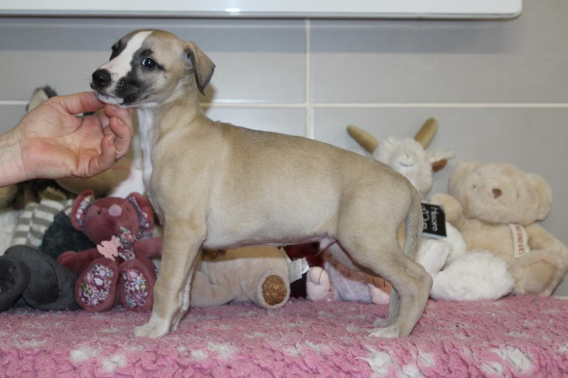 chiot disponible