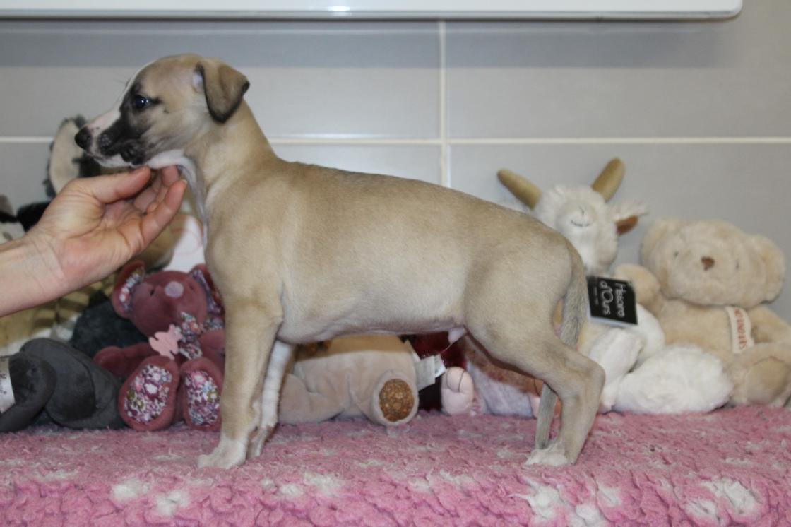 chiot disponible
