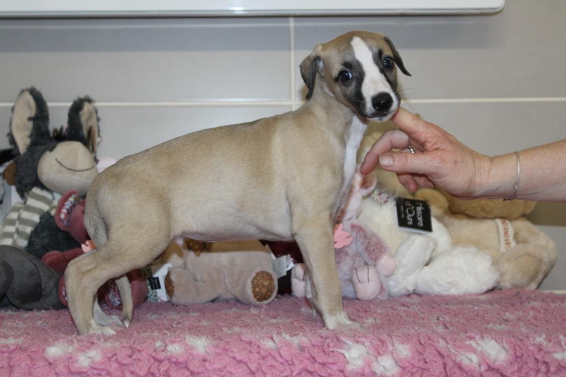 chiot disponible