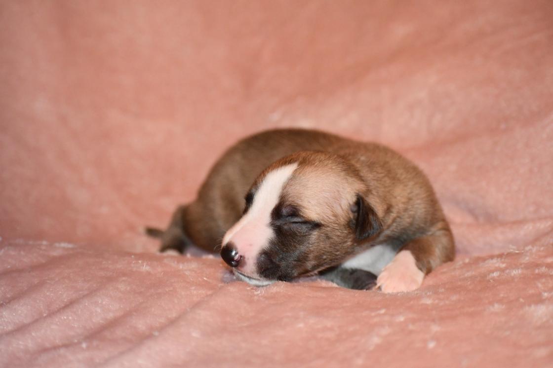 Chiot Whippet Disponible