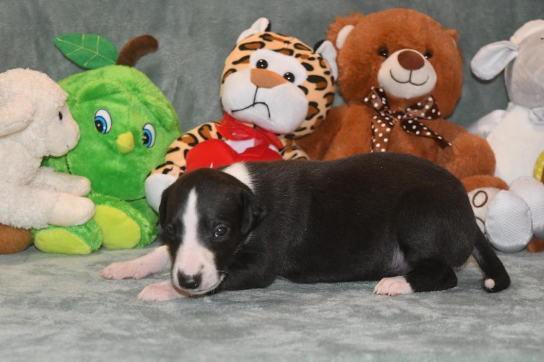 Chiot Whippet Disponible