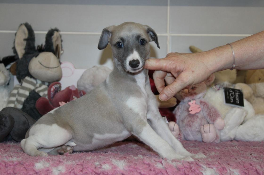 chiot disponible