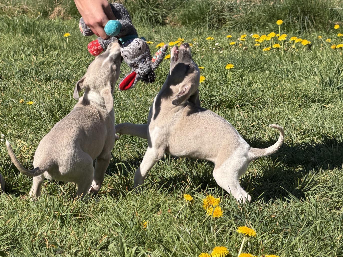 chiot disponible