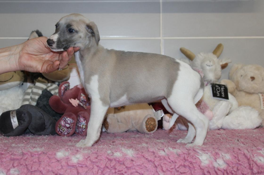 chiot disponible