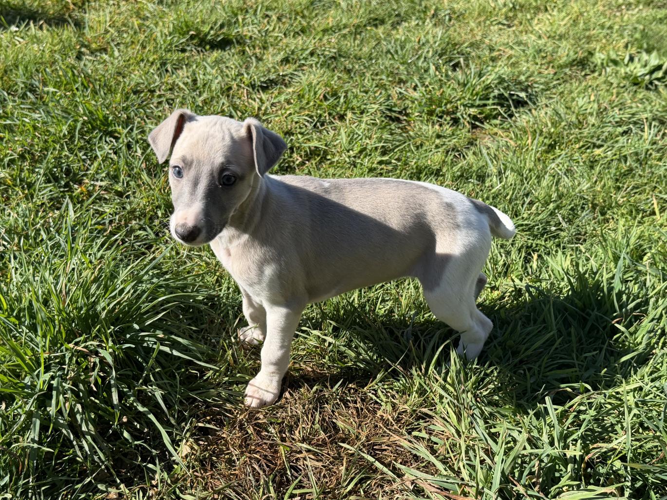 chiot disponible