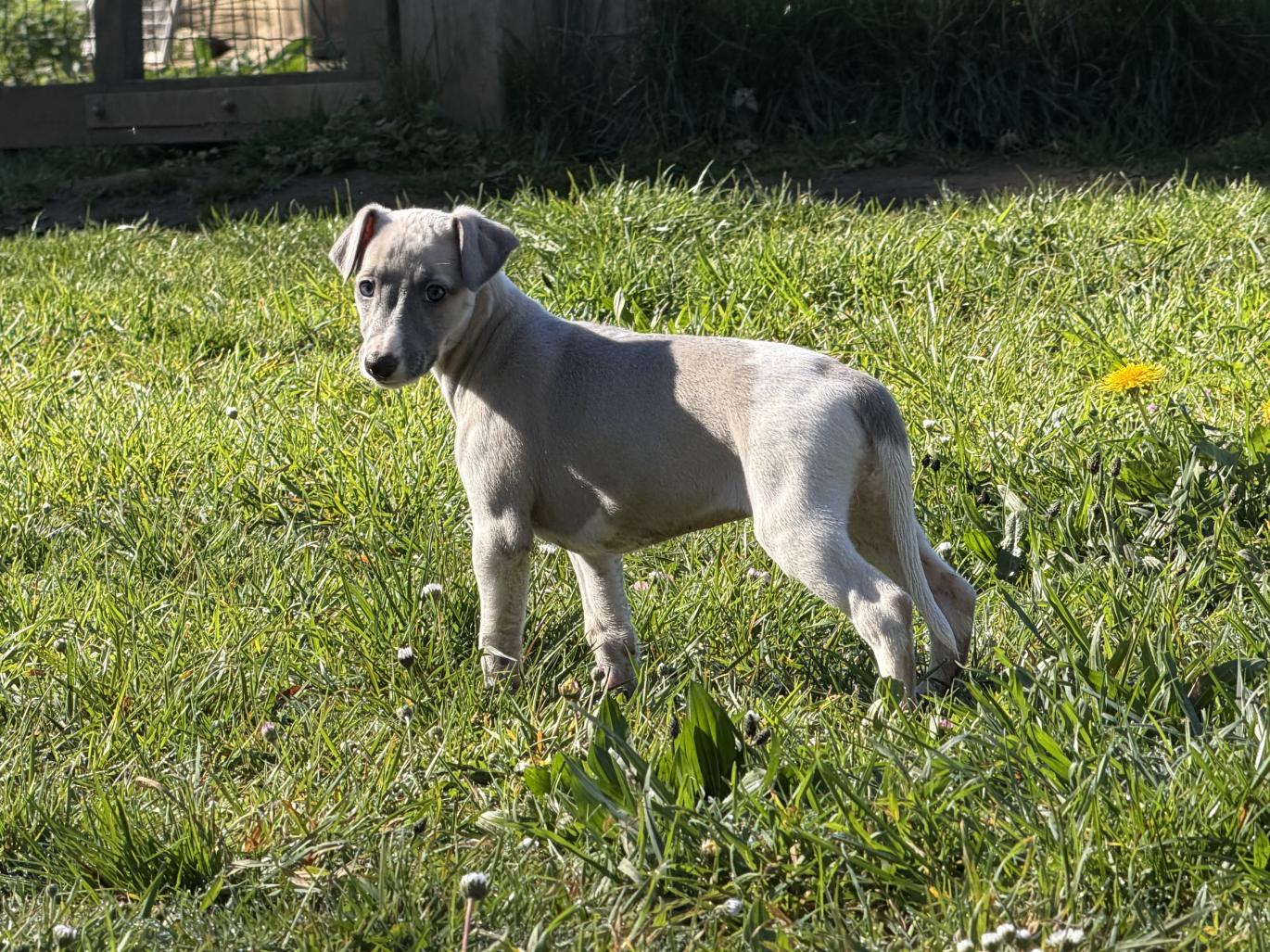 chiot disponible