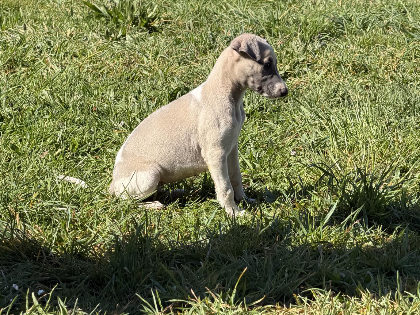 chiot disponible