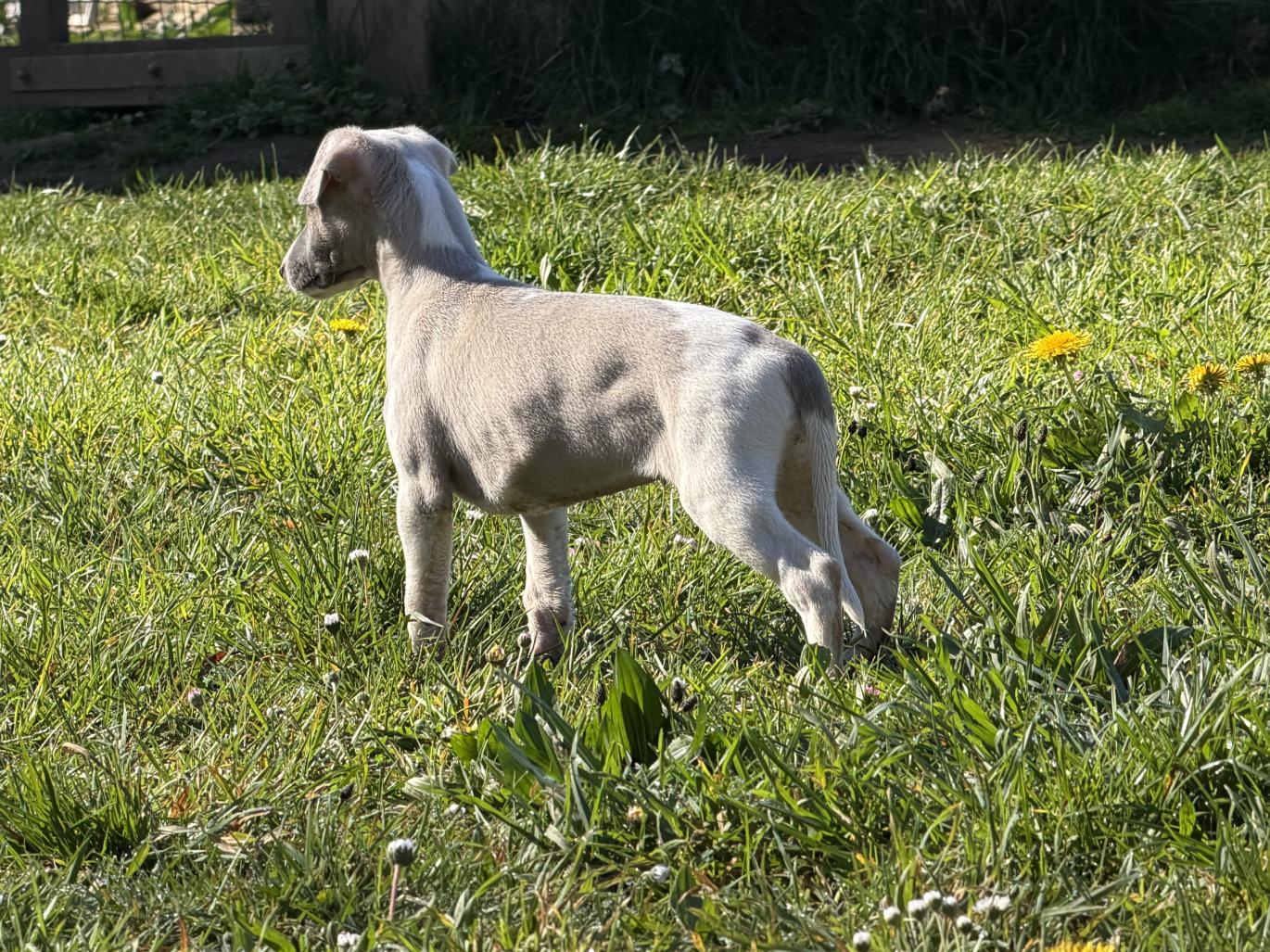 chiot disponible