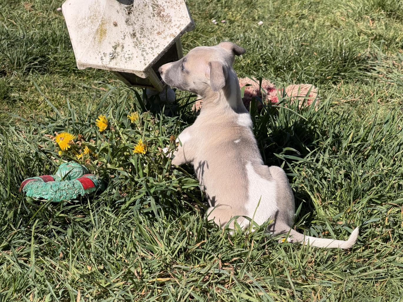 chiot disponible