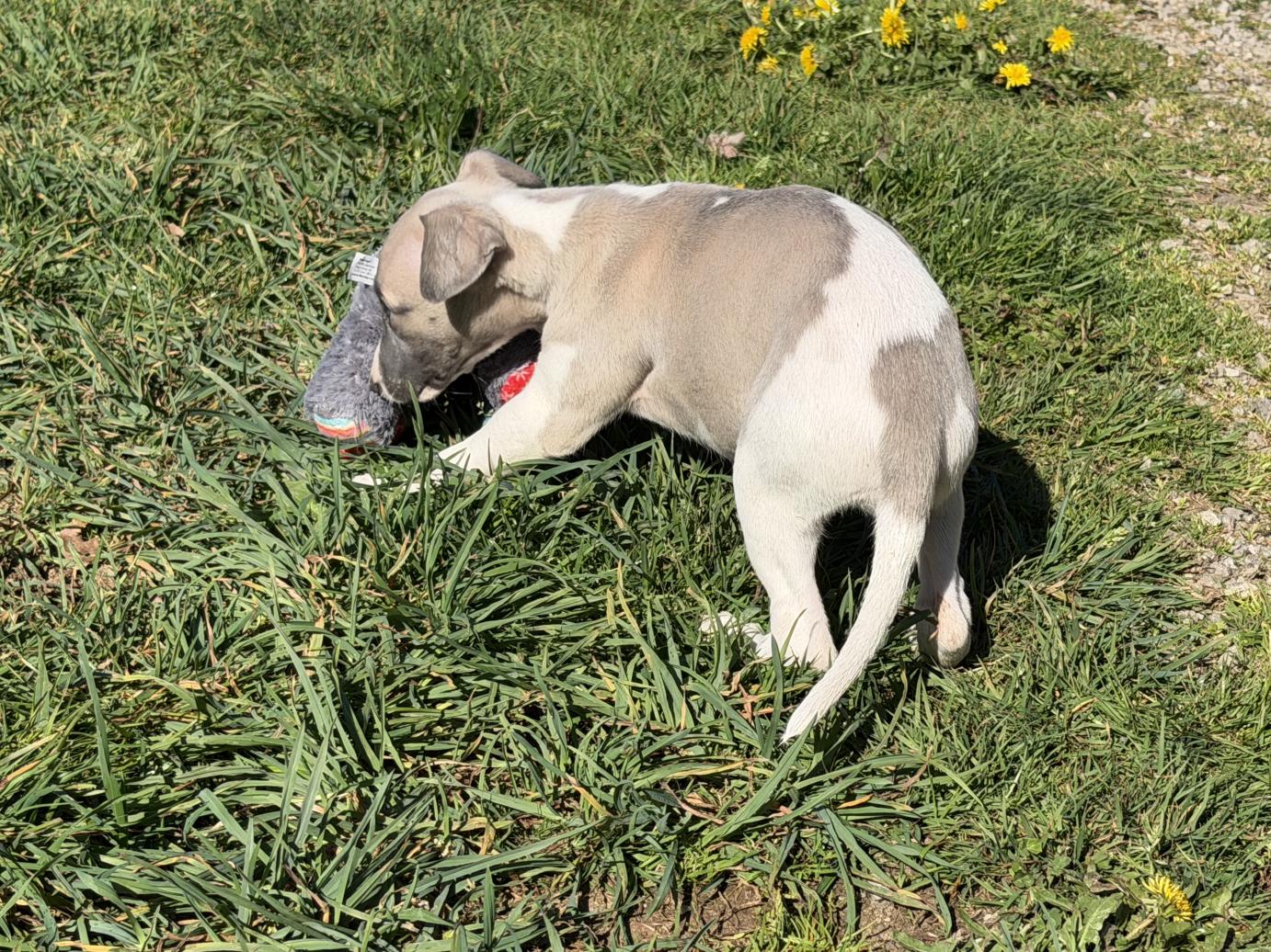 chiot disponible