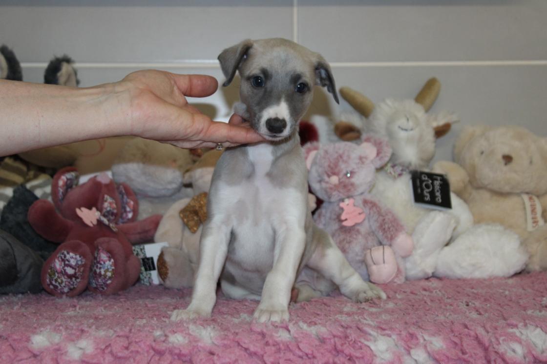 chiot disponible