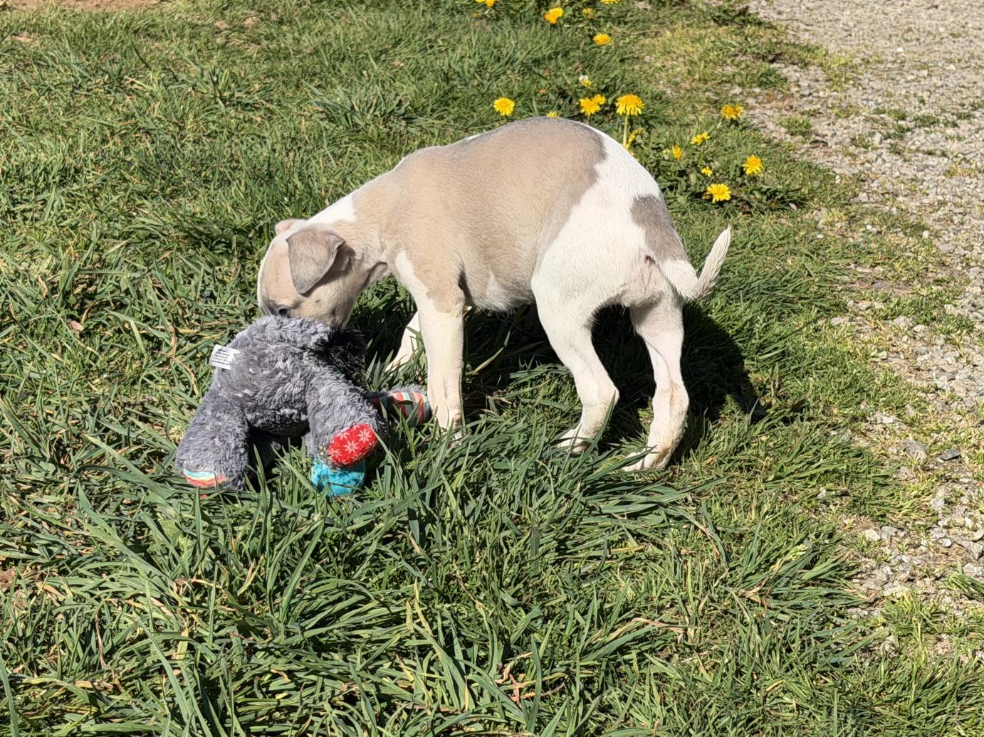 chiot disponible