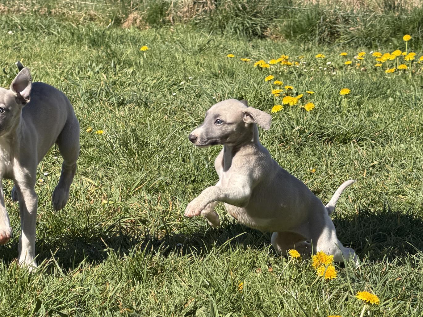 chiot disponible