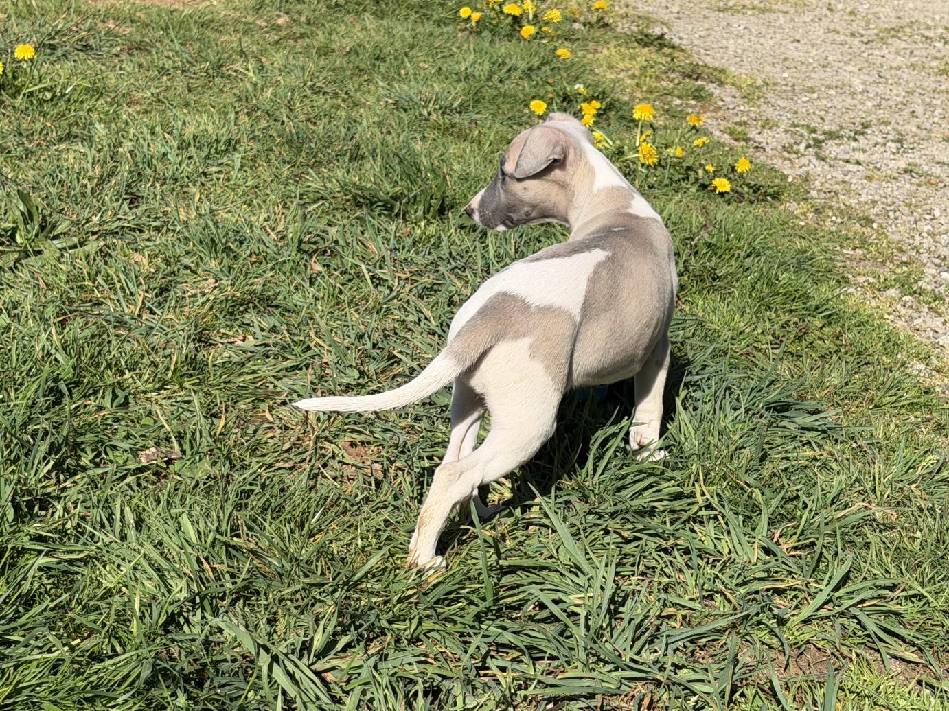 chiot disponible