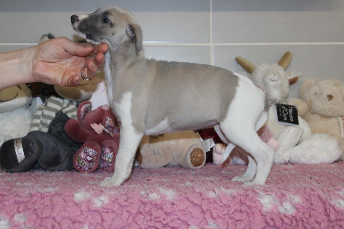 chiot disponible