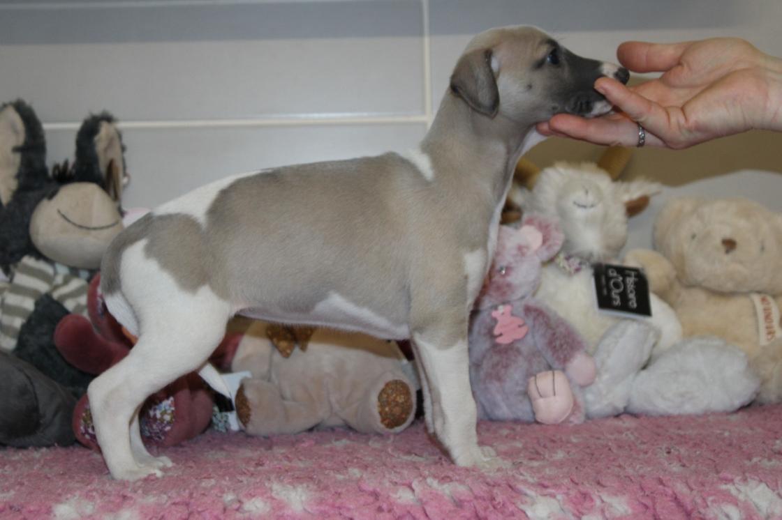 chiot disponible