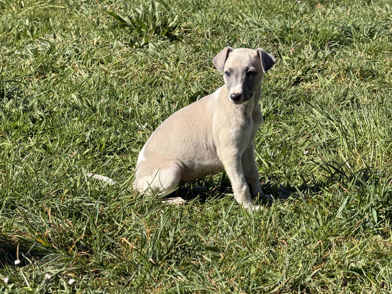 chiot disponible