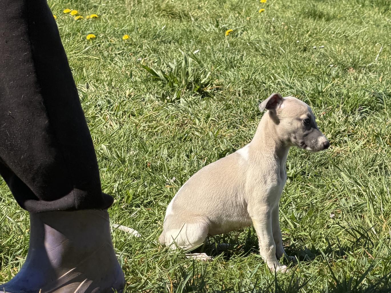chiot disponible