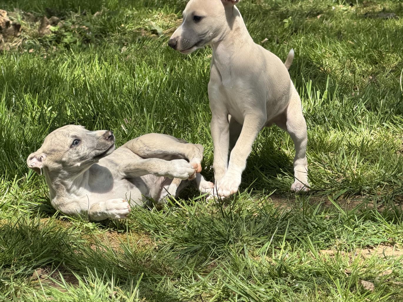 chiot disponible