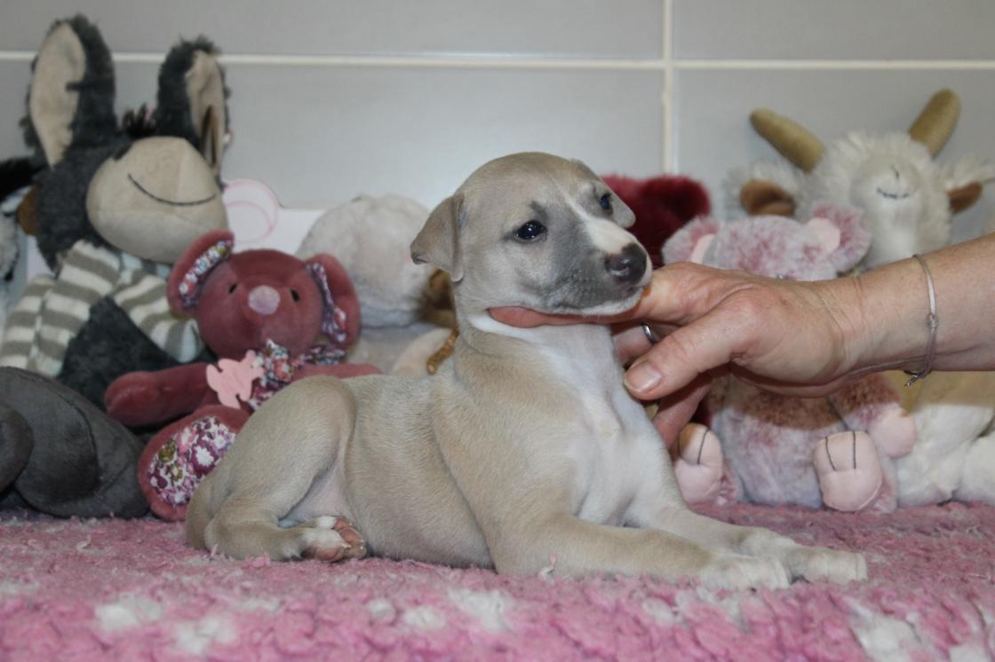 chiot disponible