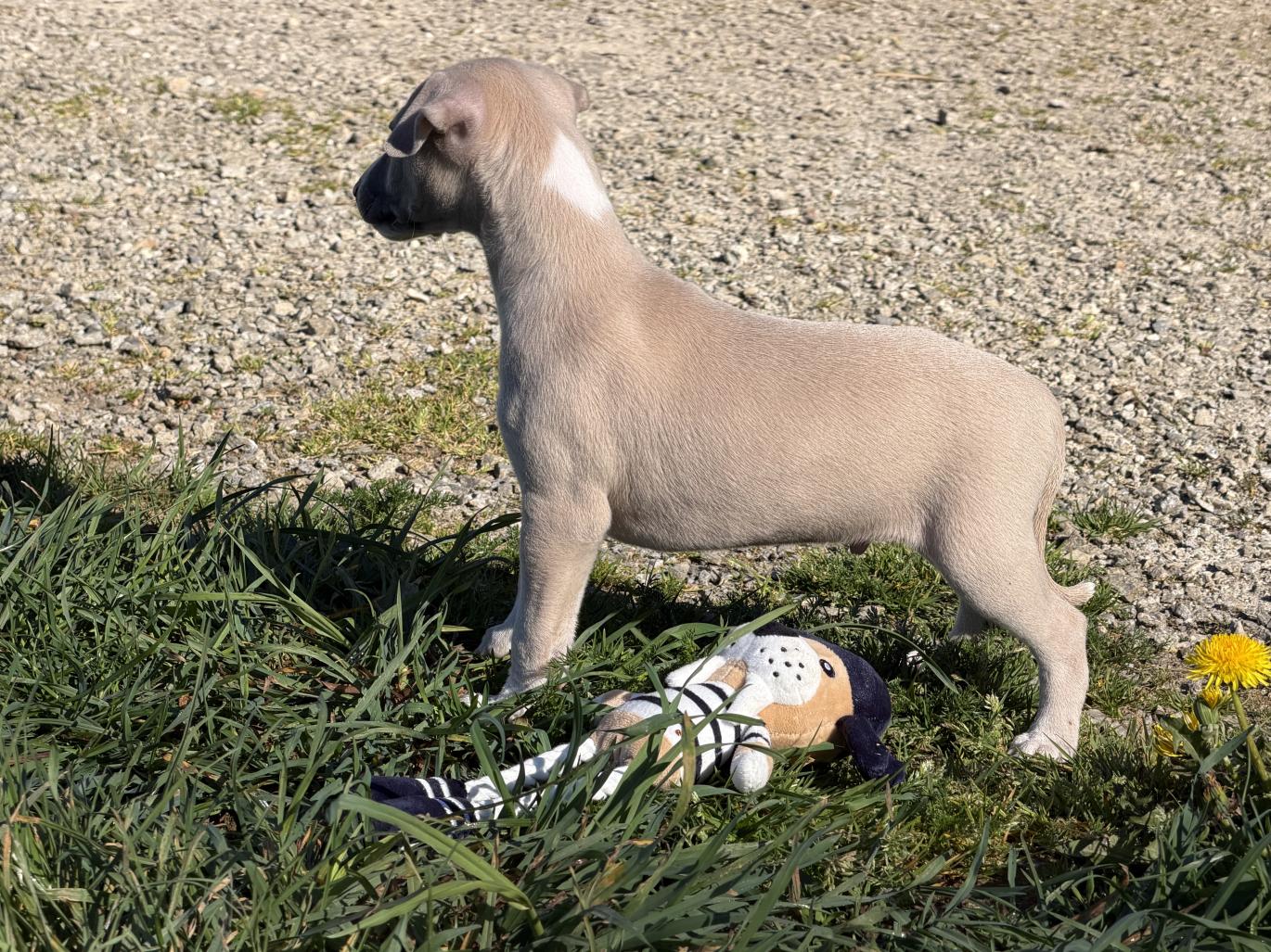 chiot disponible