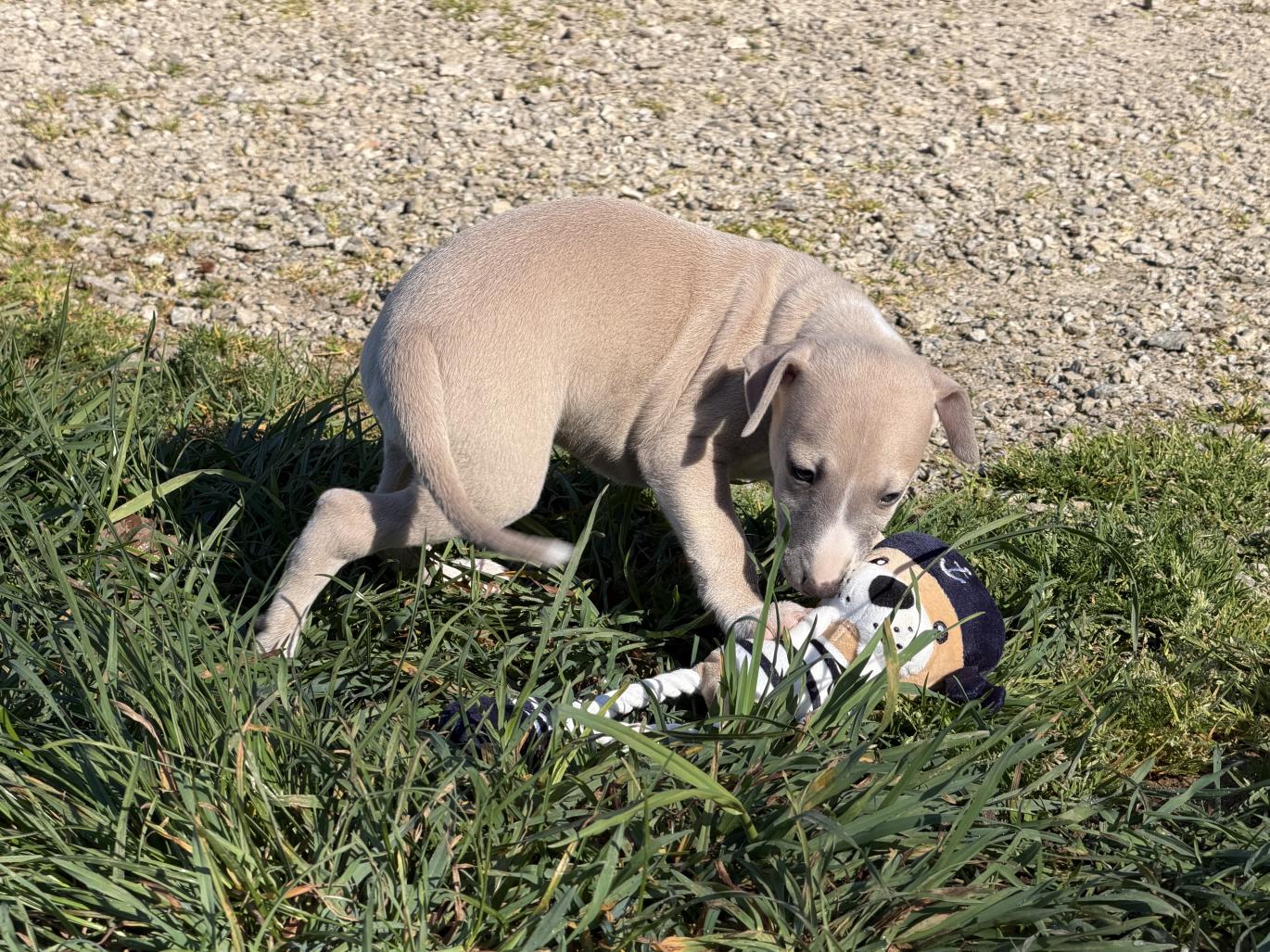 chiot disponible