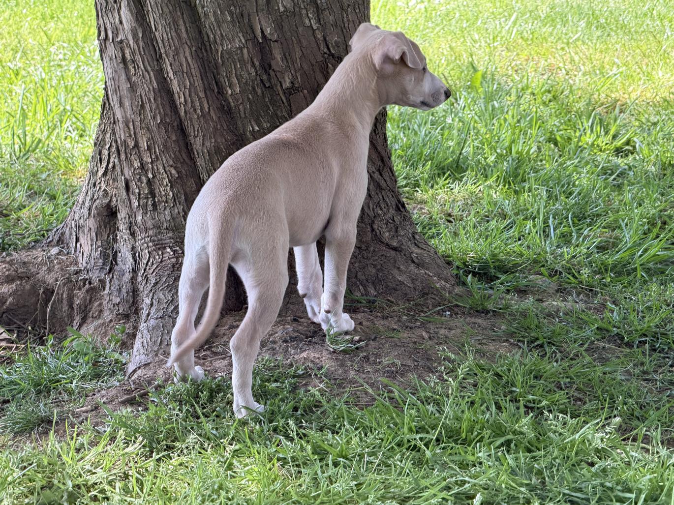 chiot disponible