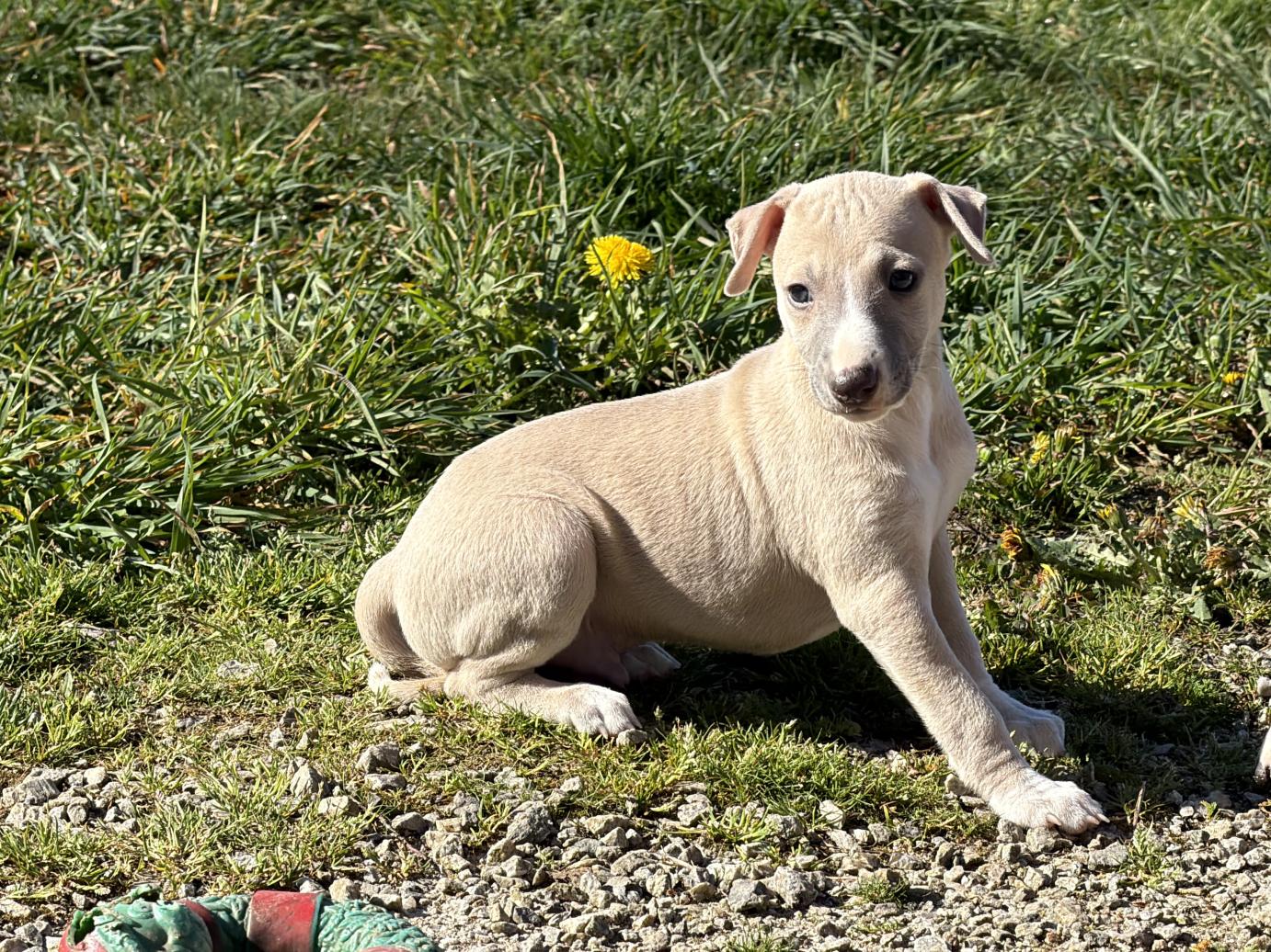 chiot disponible