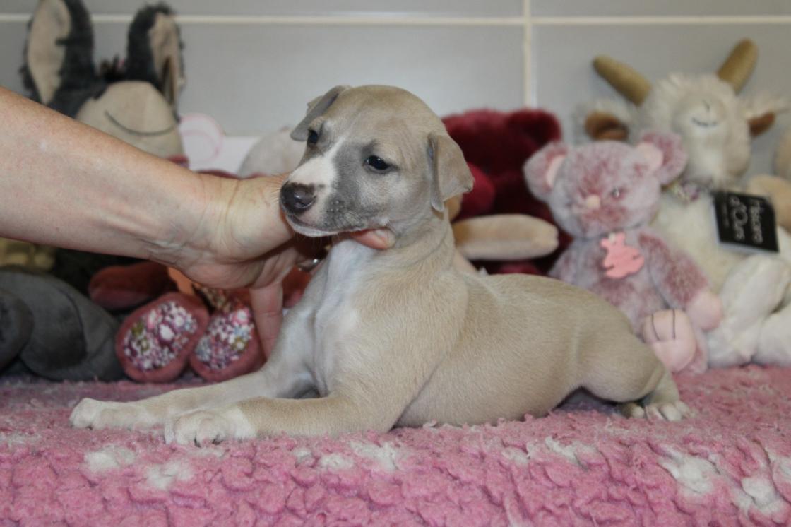 chiot disponible