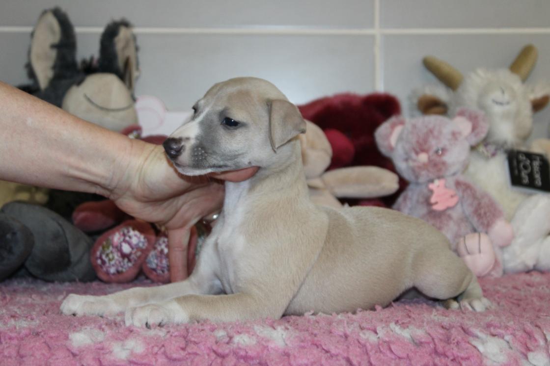 chiot disponible
