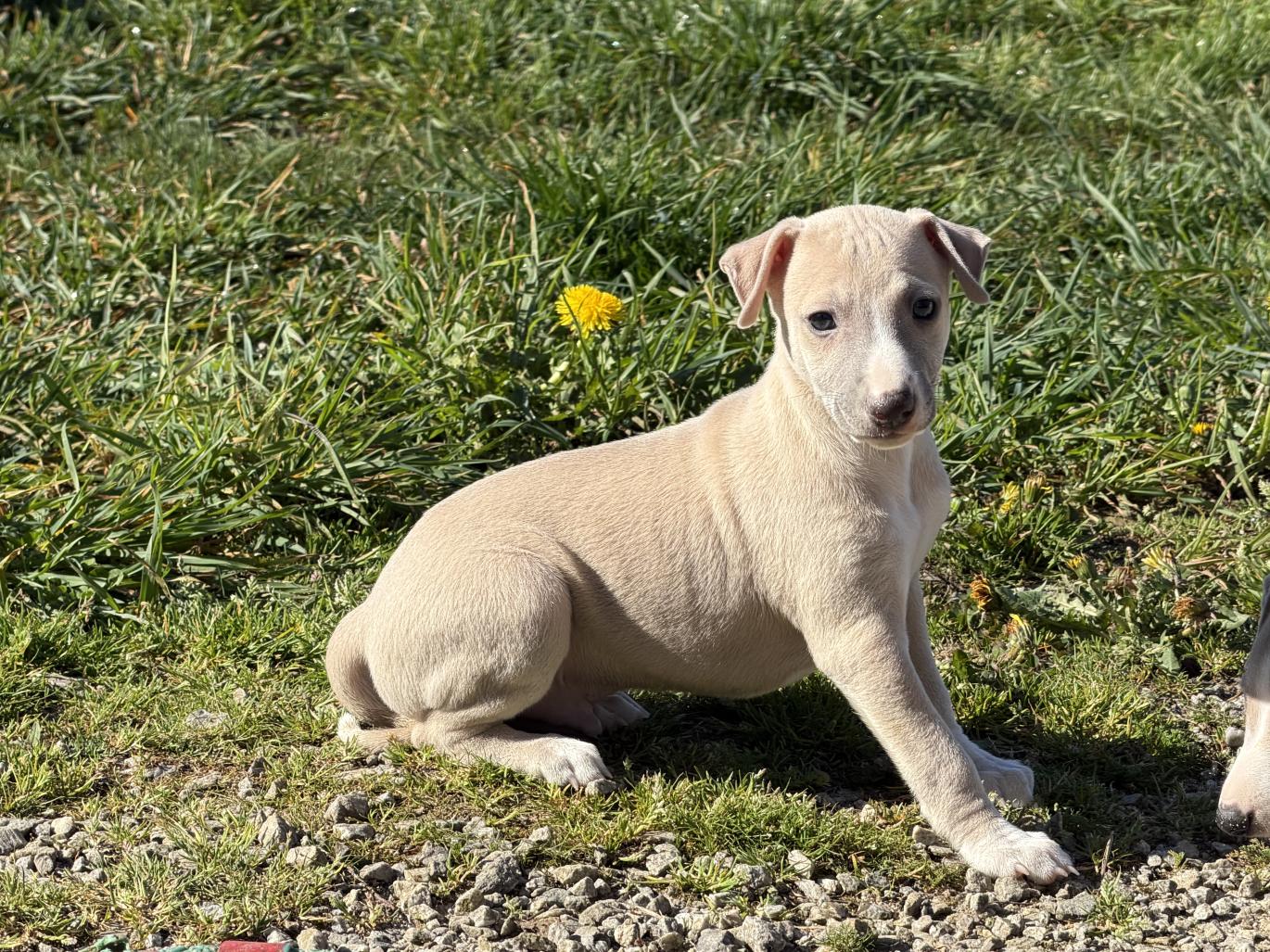 chiot disponible