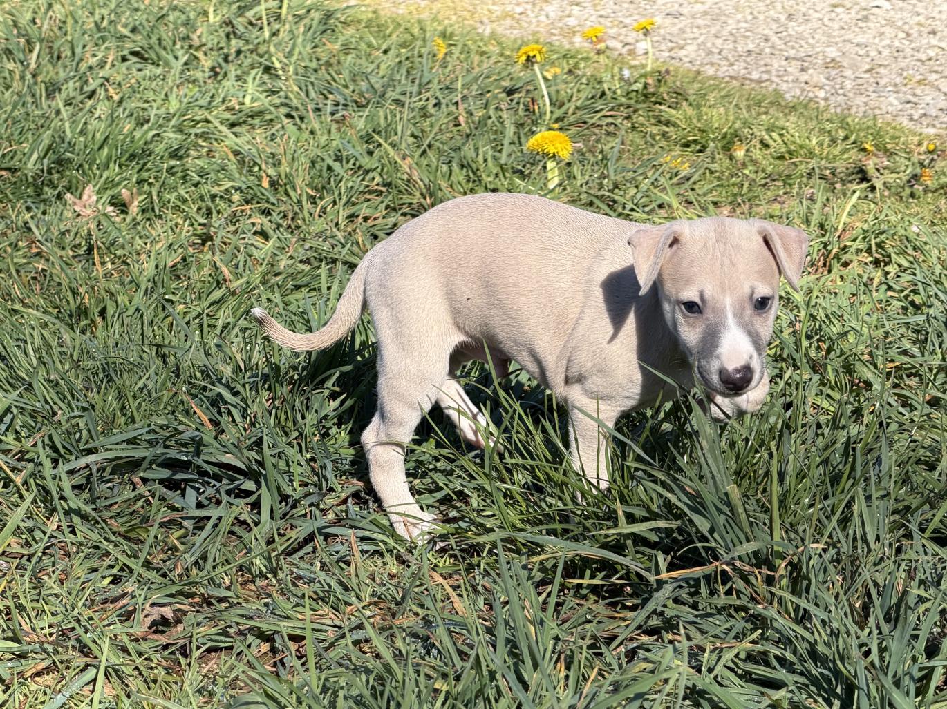 chiot disponible