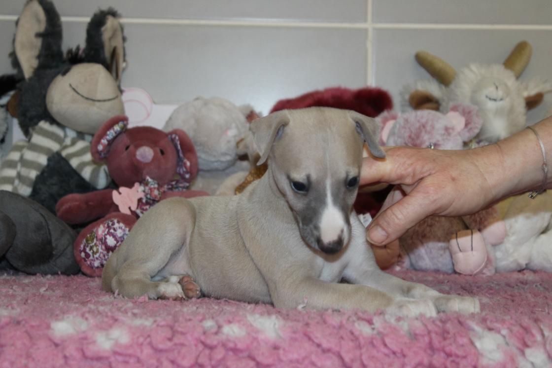 chiot disponible