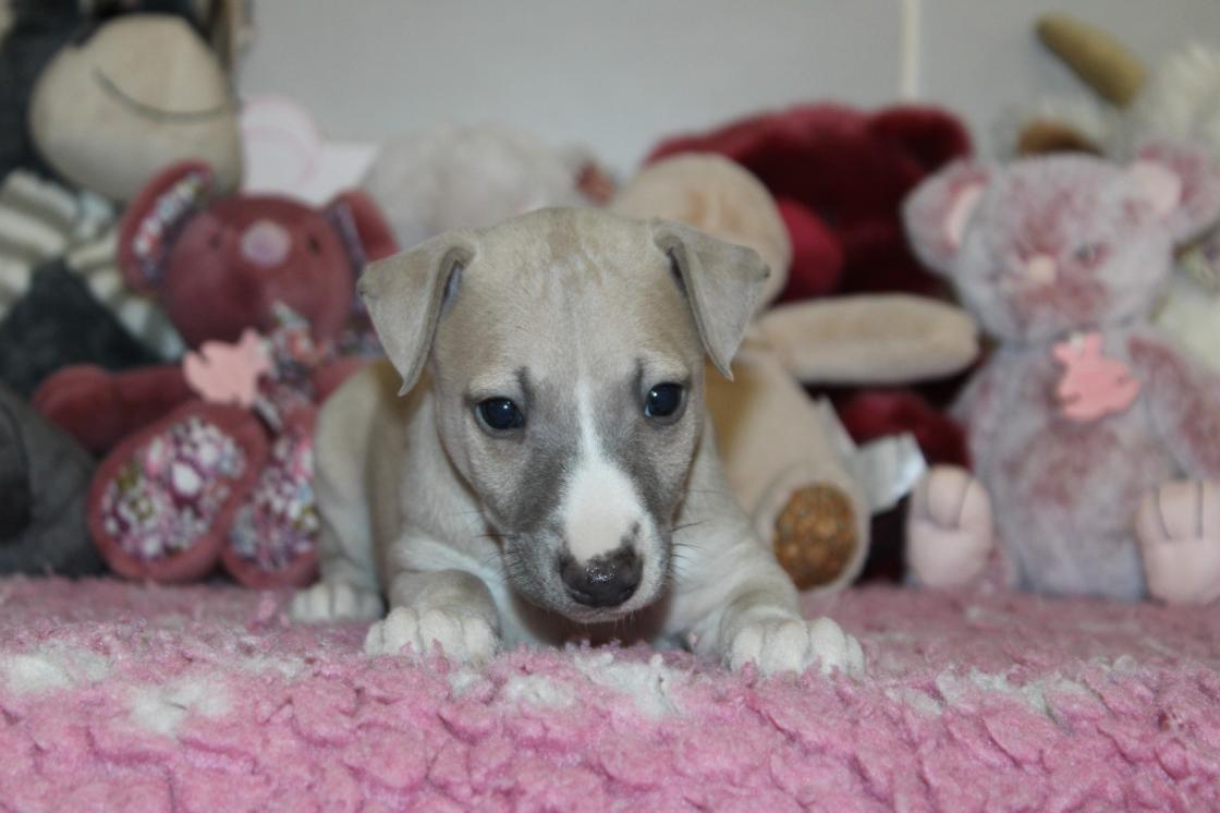 chiot disponible