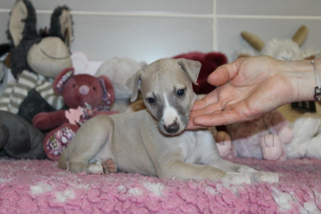 chiot disponible