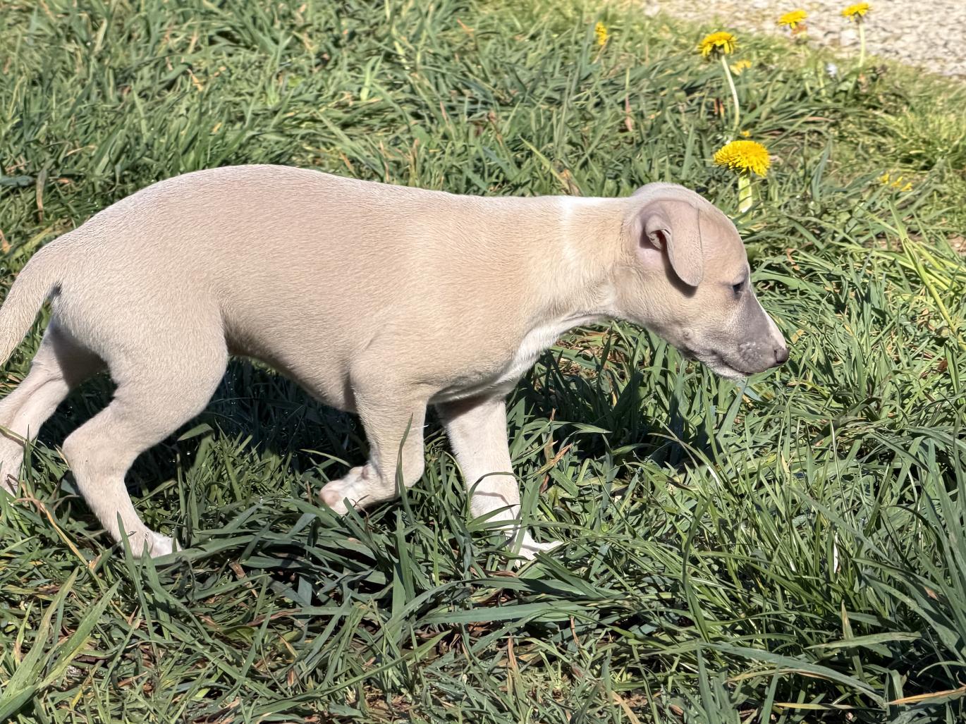 chiot disponible