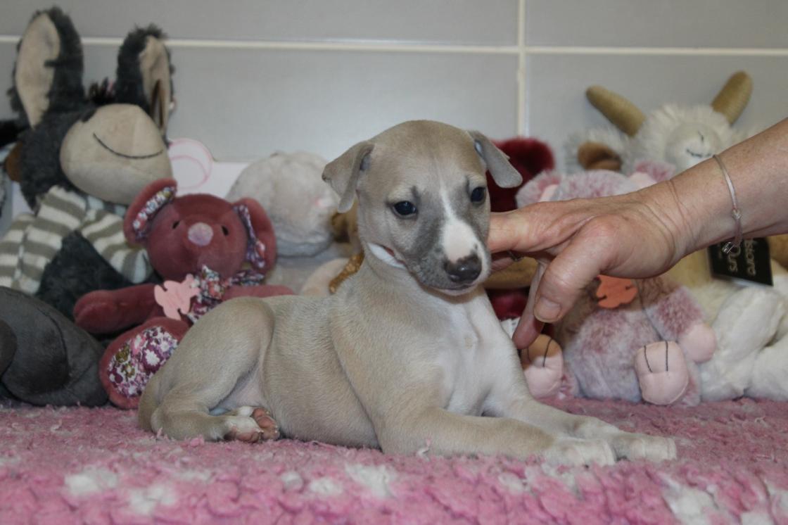 chiot disponible