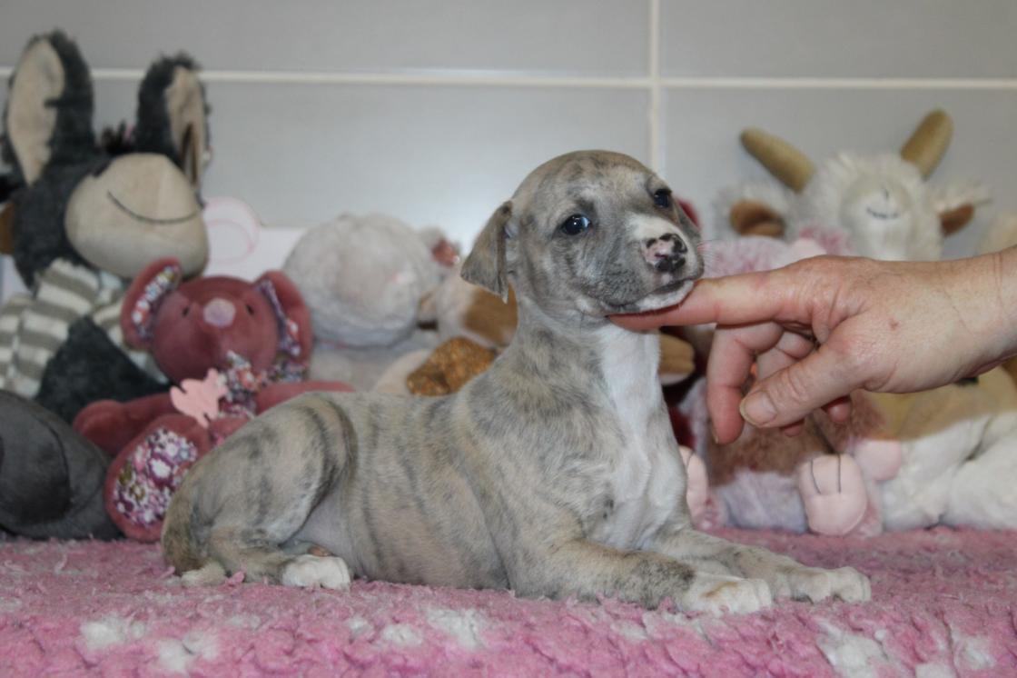 chiot disponible