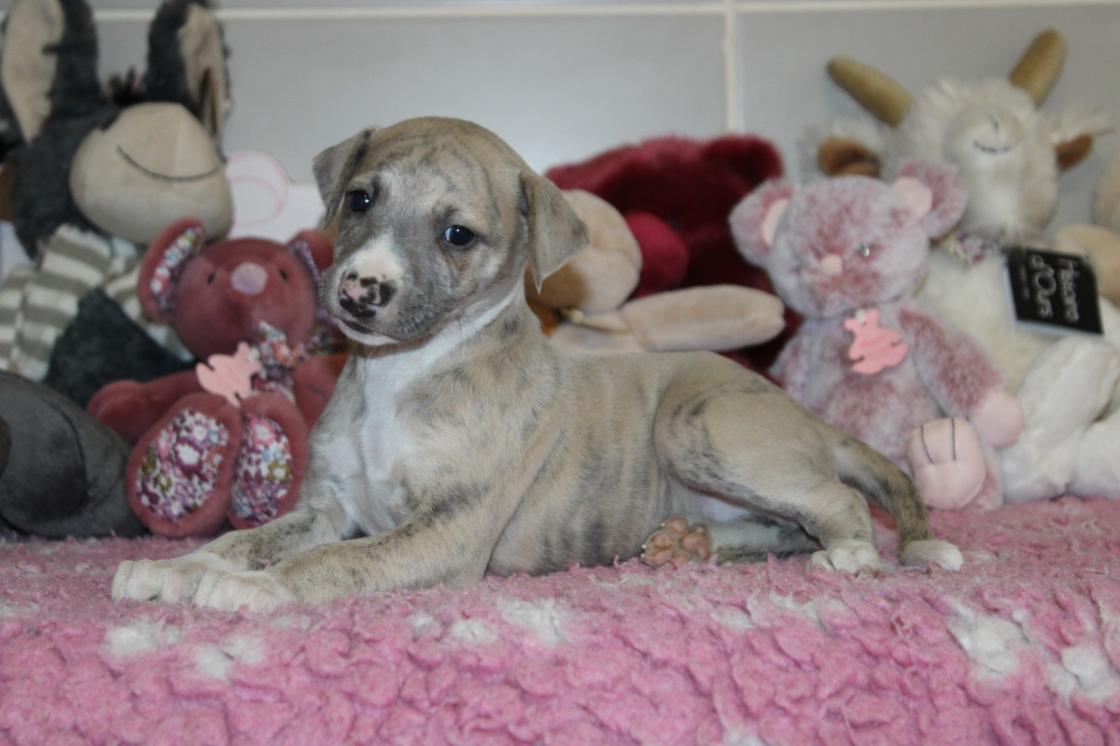 chiot disponible
